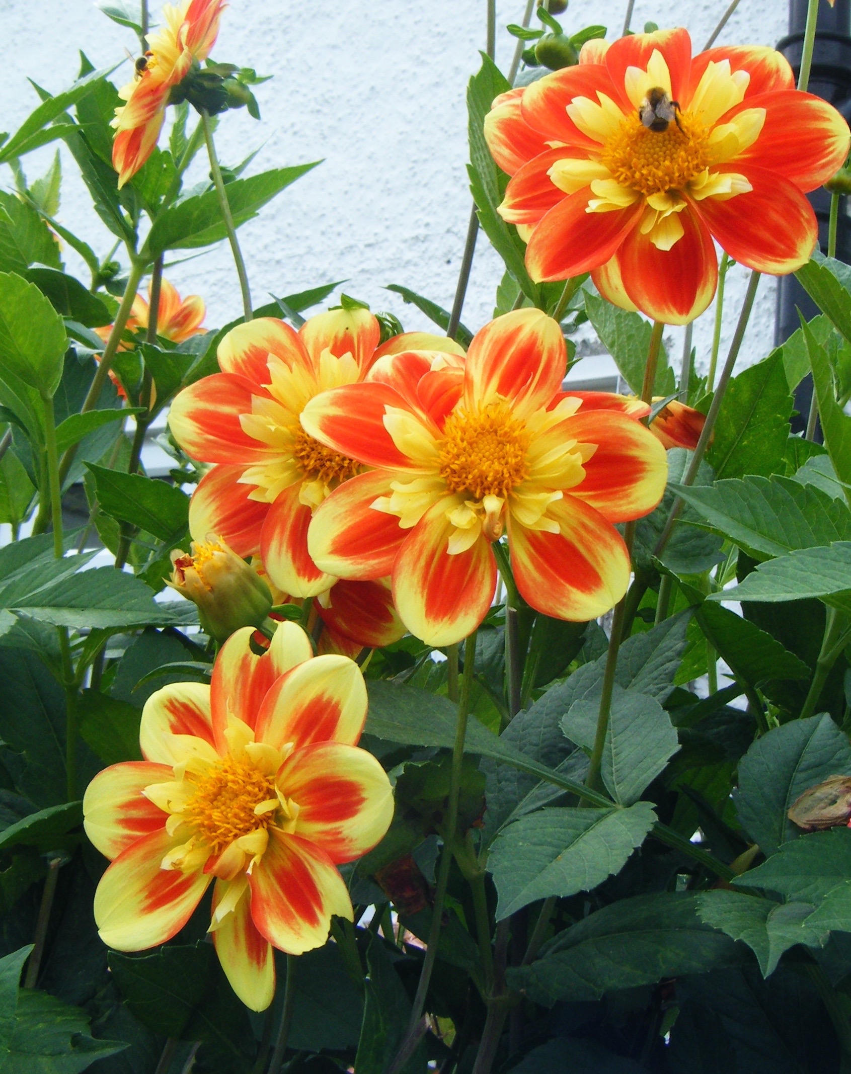 5 Brodie Road, a frenzy of flowers in London E4. (66) | The Garden